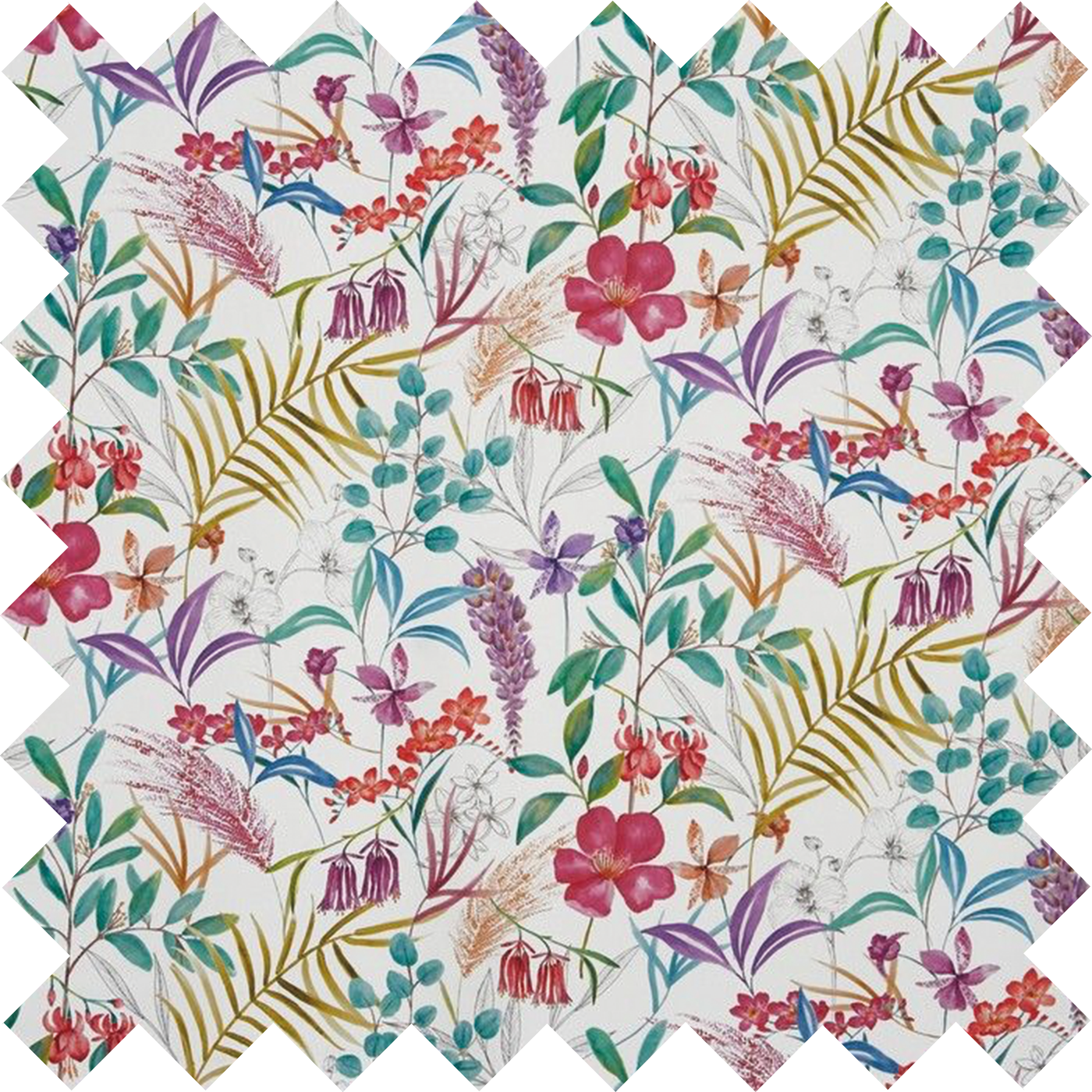 Honeysuckle Fig - Standard