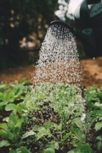 Creating a herb garden