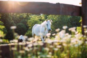 Design for horse welfare