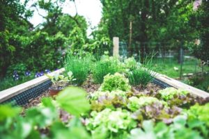 summer house in a vegetable garden