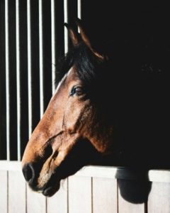 horse in american barn stable